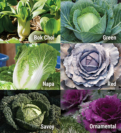 Grow Cabbage, Tips And Varieties - Edition Time