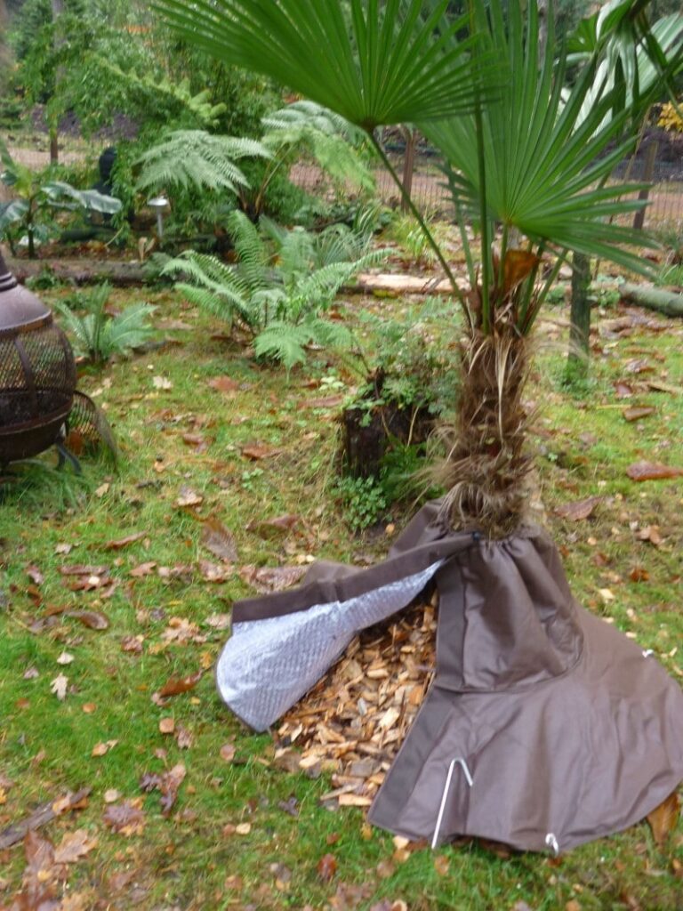 How to Protect Palm Trees From The Cold - Edition Time