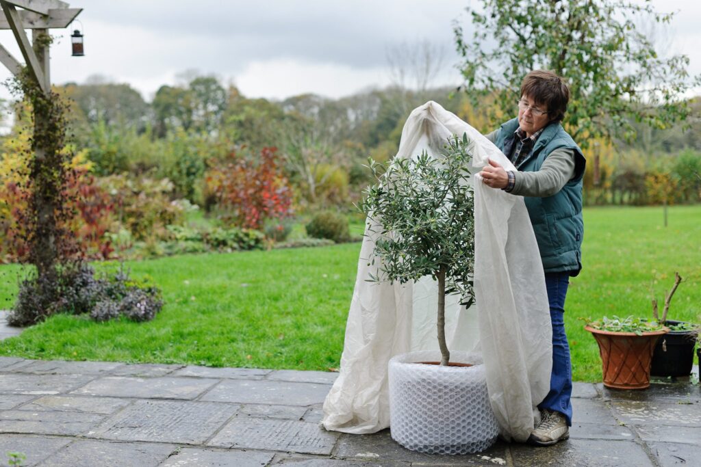 How to Protect Plants From The Cold - Edition Time