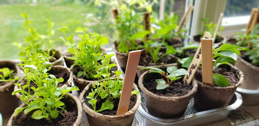 Biodegradable Containers For Seedlings - Edition Time