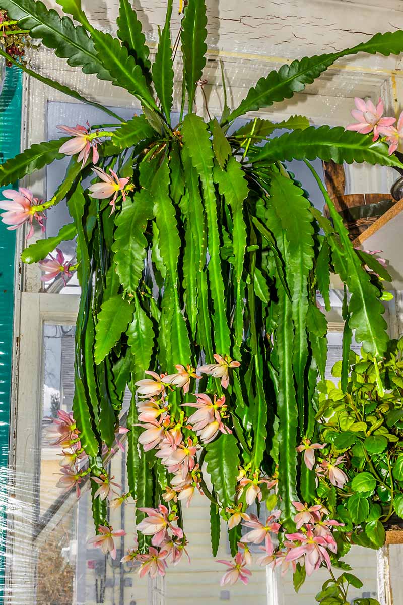 Epiphyllum: Varieties And Cultivation - Edition Time
