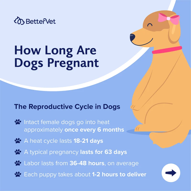 View of Gestation in Dogs - Edition Time