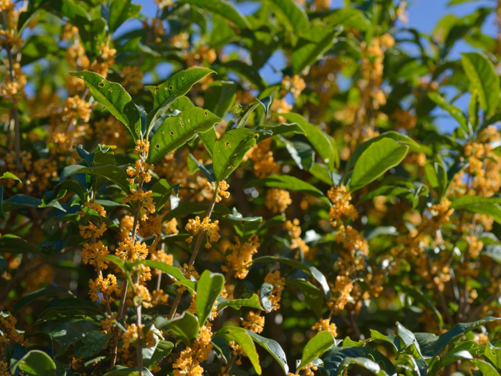 Osmanthus Plant And Cultivation Edition Time osmanthus-plant-and-cultivation-edition-time