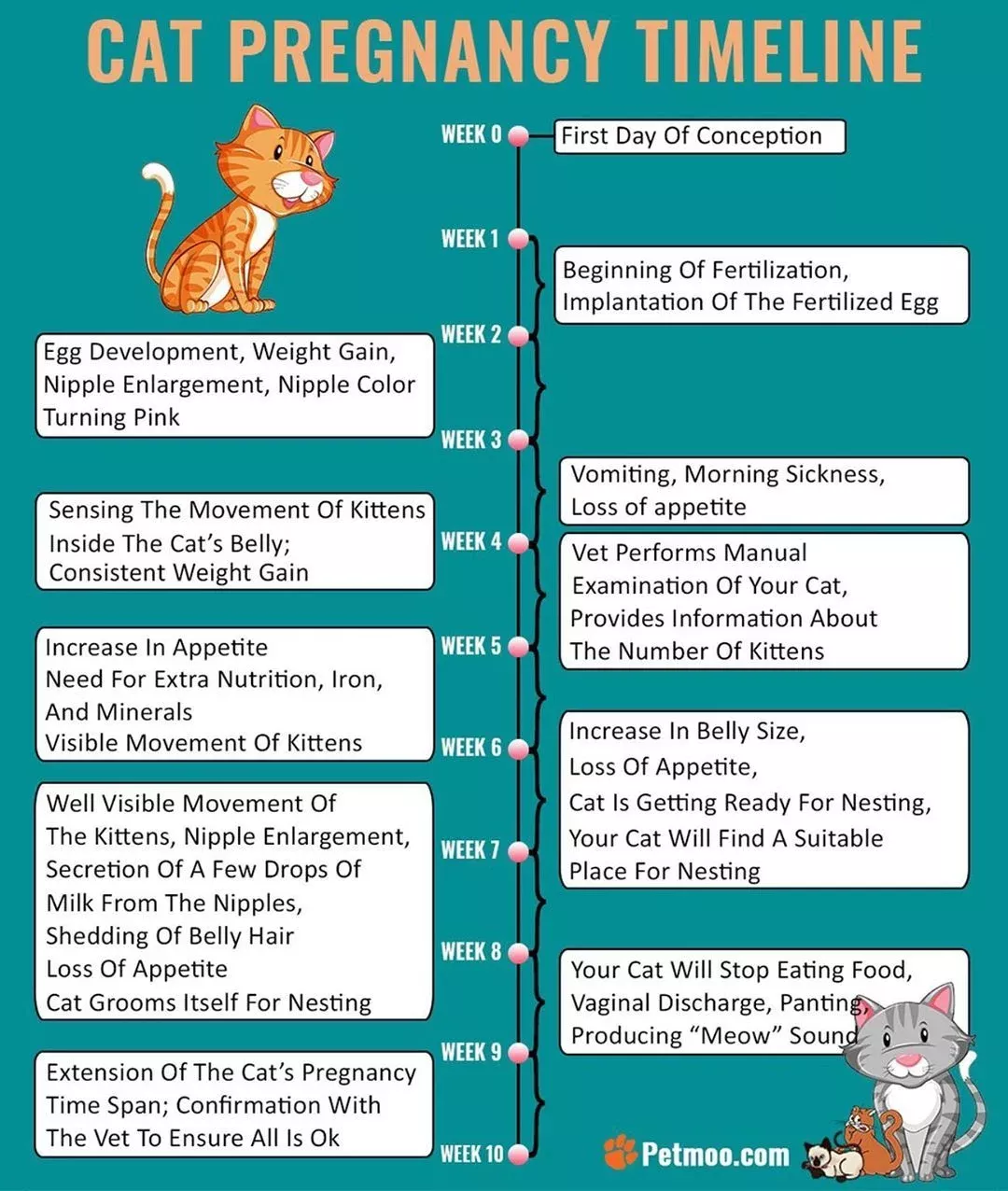 Cat Pregnancy Calendar: The Gestation Period of Cats - Edition Time