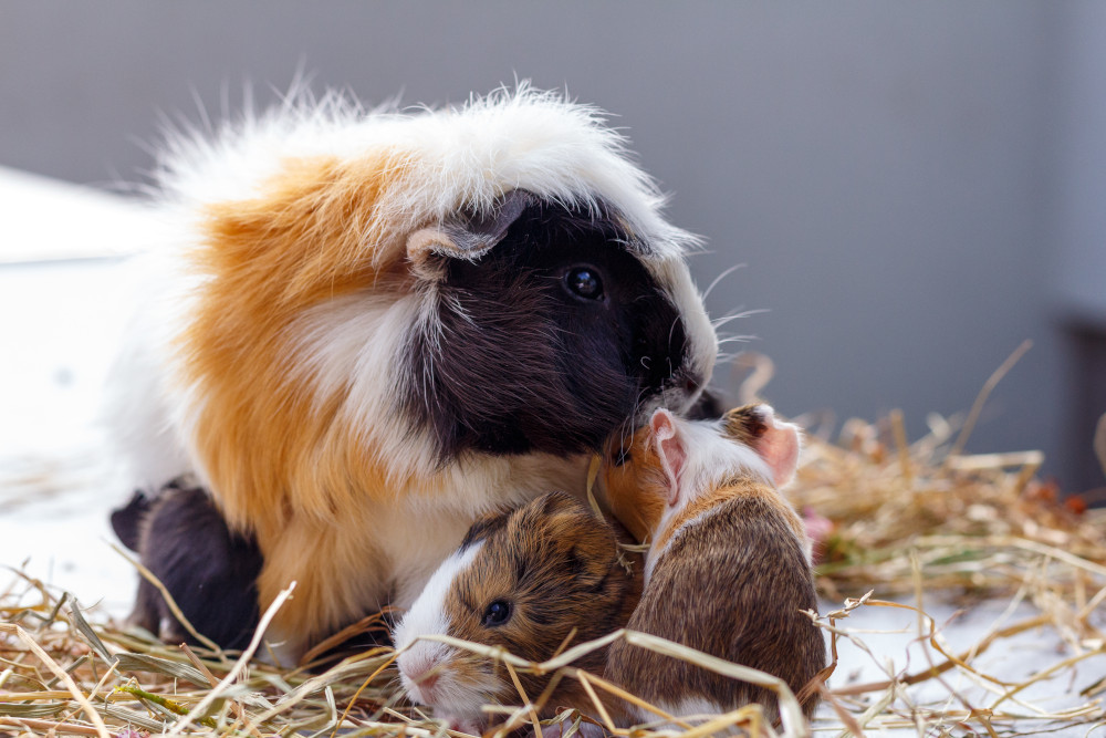View of Guinea Pigs: Breeding And Care - Edition Time