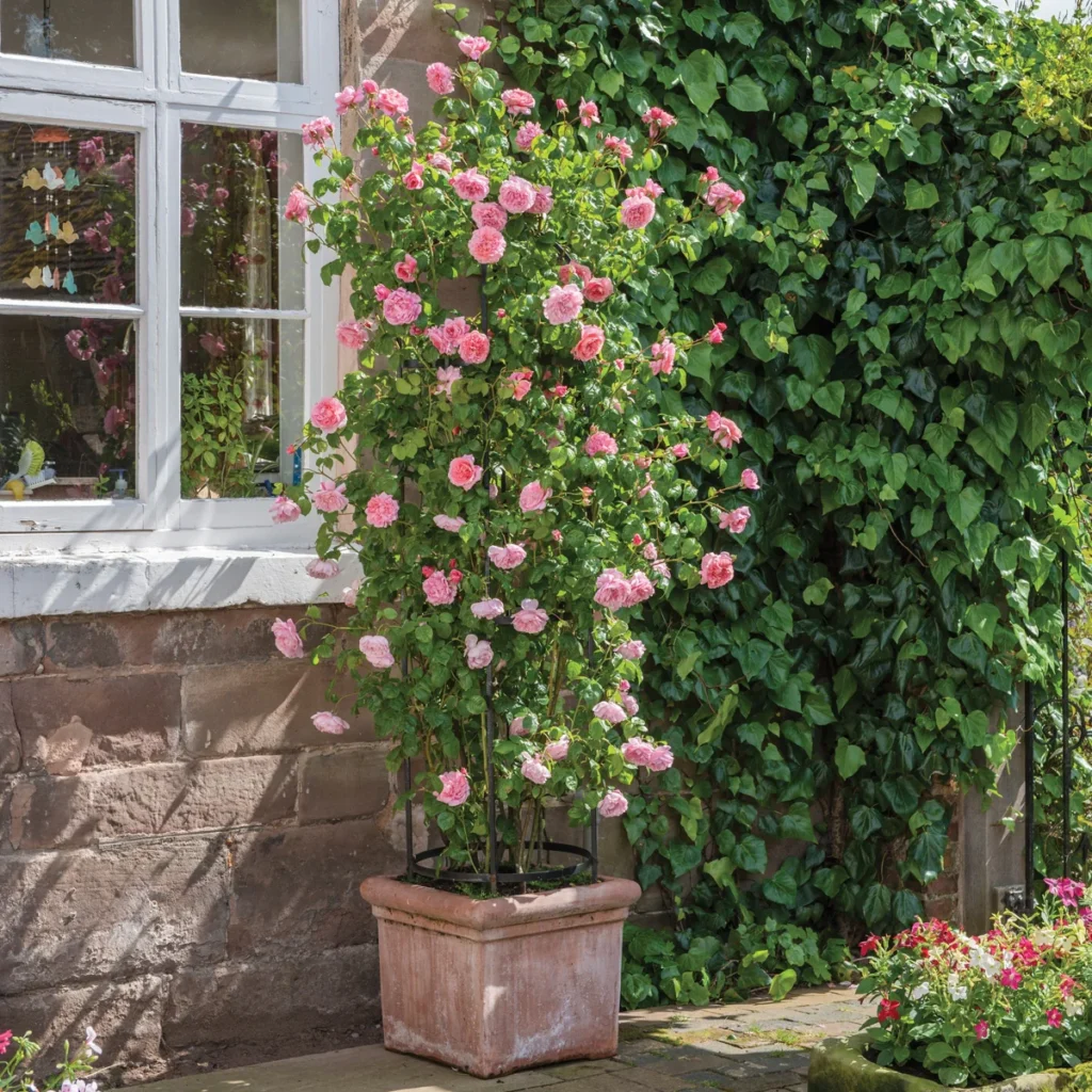 Growing Roses In Pots Climbing Roses in Pots - Edition Time