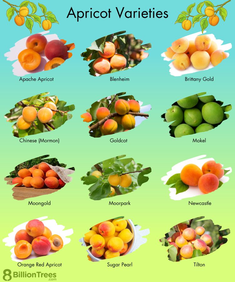 Apricot Varieties: Here Are The Best And Best Known - Edition Time
